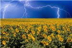 sunflower-lightning-field.jpg