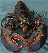 Maine lobster.png
