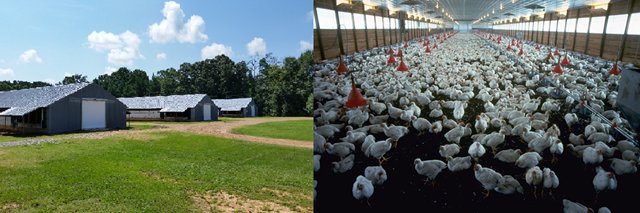 Arkansas_chicken_farming