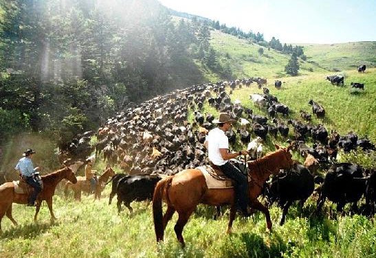 Wyoming cattle roundup