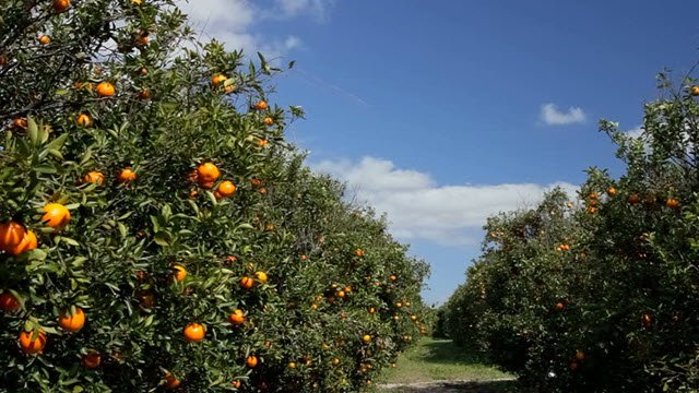 Florida Orange Grove